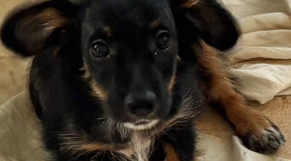 Chiens à adopter